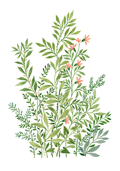 植物